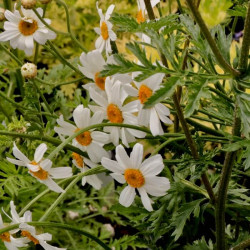 Tanacetum corymbosum Tanacetum corymbosum