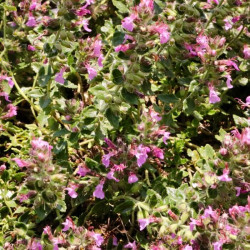 Teucrium chamaedrys 'Nanum' Teucrium chamaedrys 'Nanum'