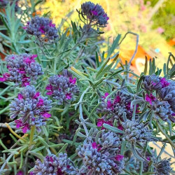 Teucrium cossonii Teucrium cossonii