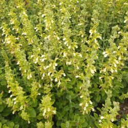 Teucrium flavum 'Grandiflorum' Teucrium flavum 'Grandiflorum'
