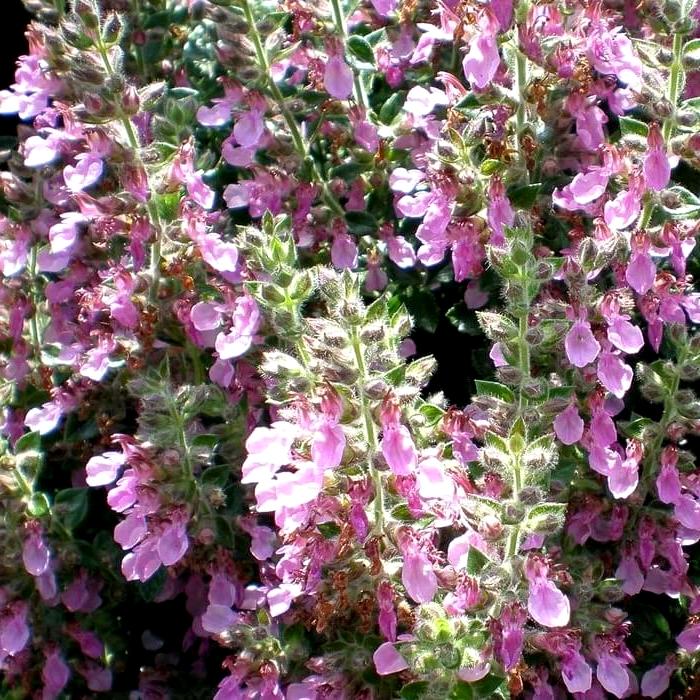 Teucrium lucidrys