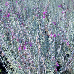 Teucrium marum Teucrium marum