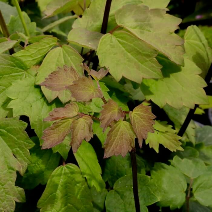 Thalictrum actaeifolium 'Perfume Star'