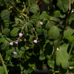 Thalictrum delavayi 'Hewitt's Double' Thalictrum delavayi 'Hewitt's Double'