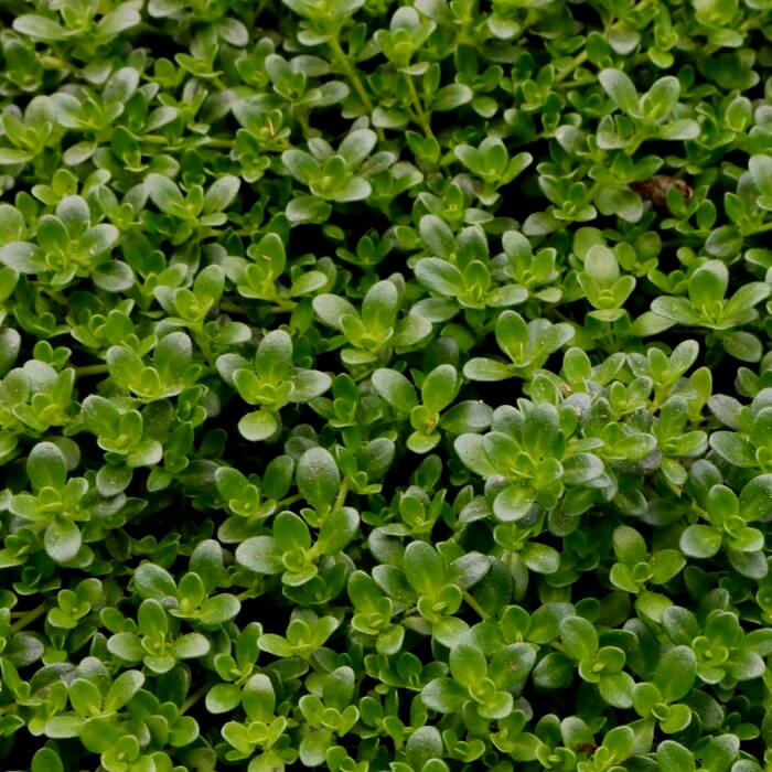 Thymus serpyllum 'Amade'