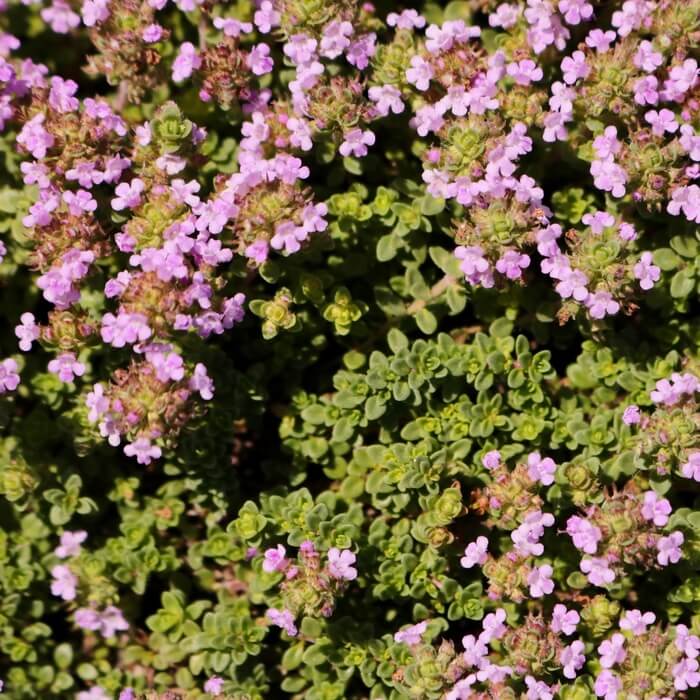 Thymus ciliatus 'Caborn Wine and Roses'