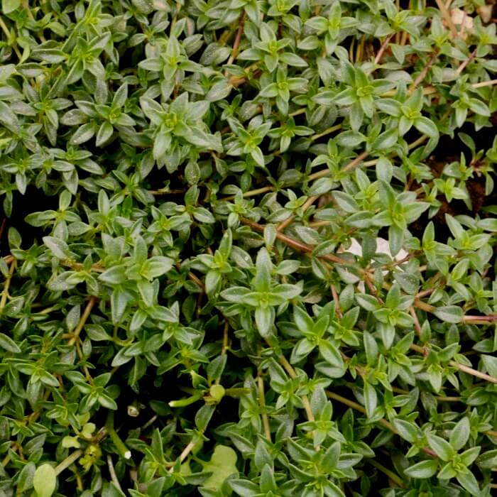 Thymus herba barona