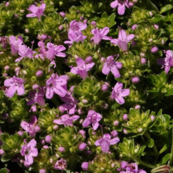 Thymus serpyllum 'Coccineus' Thymus serpyllum 'Coccineus'