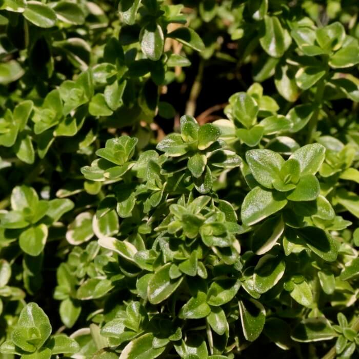 Thymus pulegioides 'Foxley'