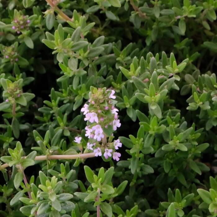 Thymus x 'Ginger'