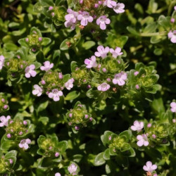 Thymus x 'Kokos' Thymus x 'Kokos'