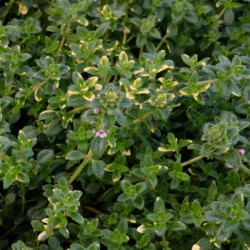 Thymus serpyllum 'Rainbow Falls' Thymus serpyllum 'Rainbow Falls'