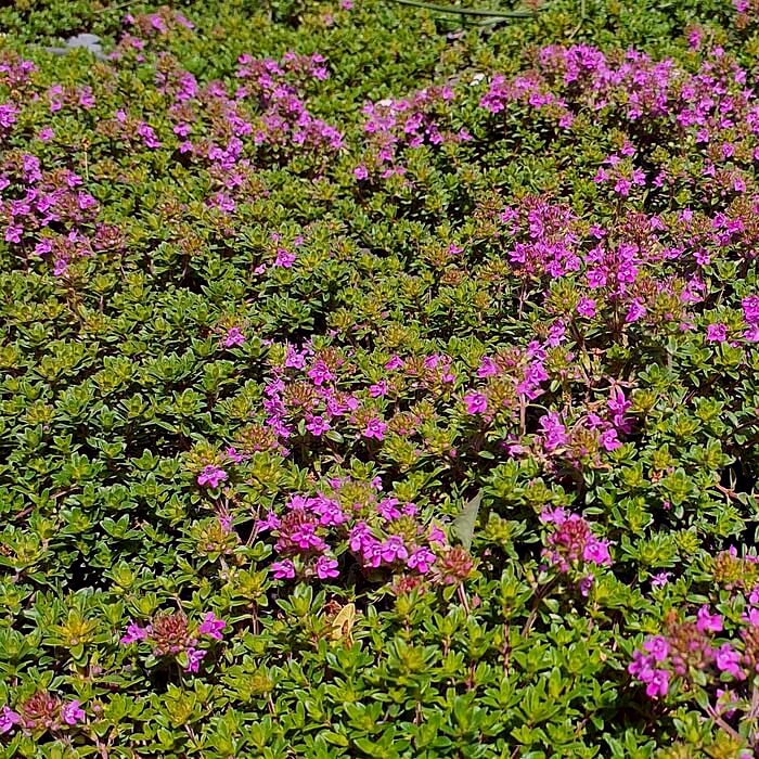 Thymus praecox 'Red Carpet'