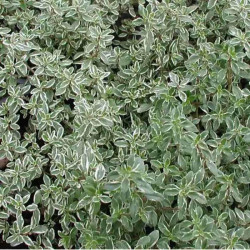 Thymus citriodorus 'Silver Queen' Thymus citriodorus 'Silver Queen'