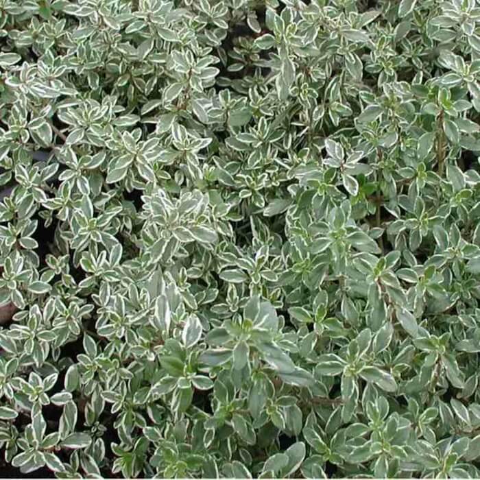 Thymus citriodorus 'Silver Queen'