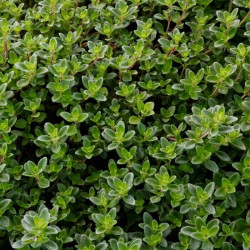 Thymus x citriodorus 'Typ Lammefjord' Thymus x citriodorus 'Typ Lammefjord'