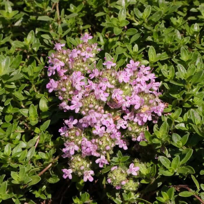 Thymus serpyllum 'Vey'