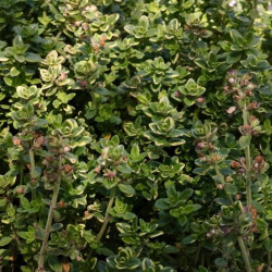 Thymus citriodorus 'Aureus' Thymus citriodorus 'Aureus'