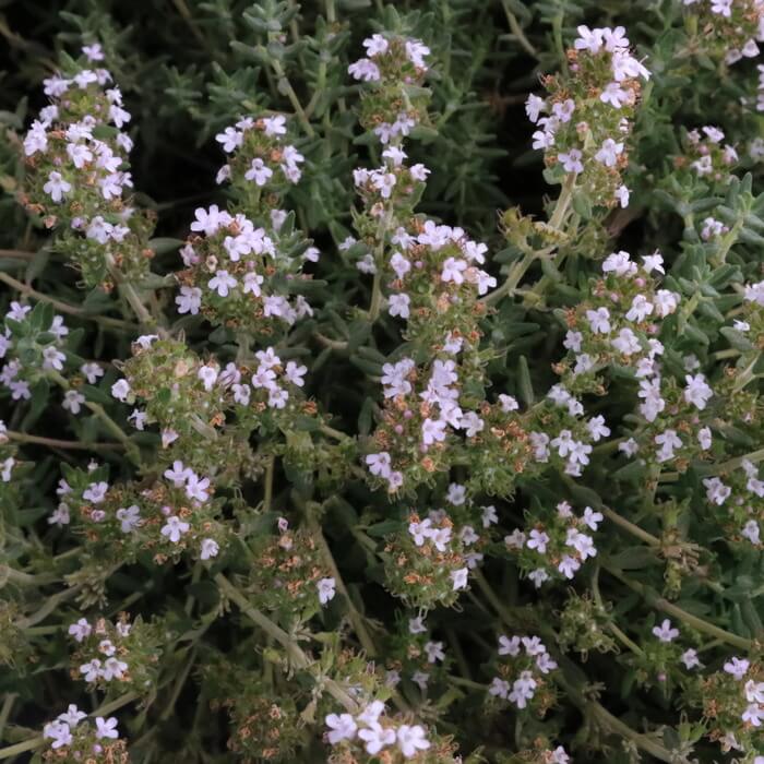 Thymus citriodorus 'Orange'