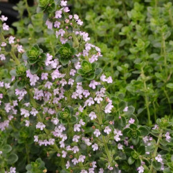 Thymus citriodorus Thymus citriodorus