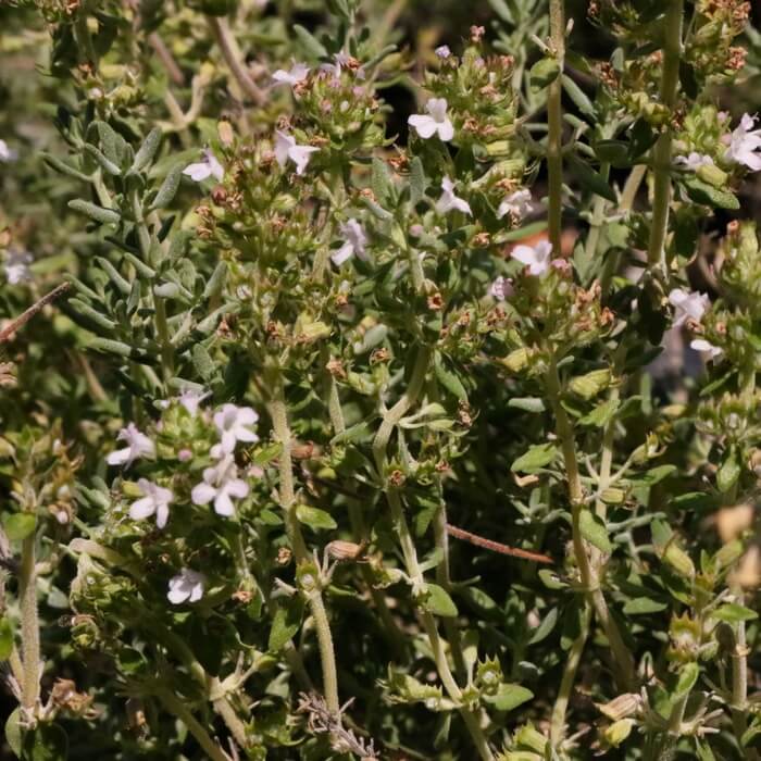 Thymus fragrantissimus