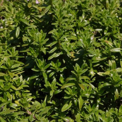 Thymus marschallianus Thymus marschallianus