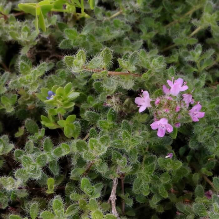 Thymus pseudolanuginosus