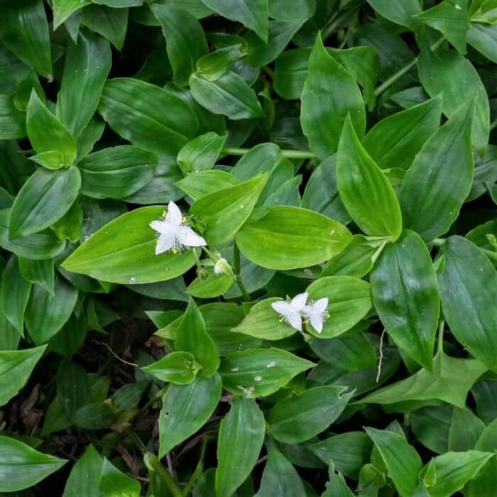 Tradescantia fluminensis