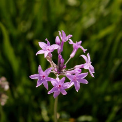 Tulbaghia cominsii x violacea Tulbaghia cominsii x violacea