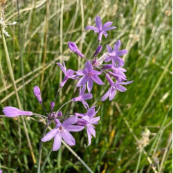Tulbaghia violacea Tulbaghia violacea