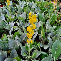 Verbascum bombyciferum Verbascum bombyciferum