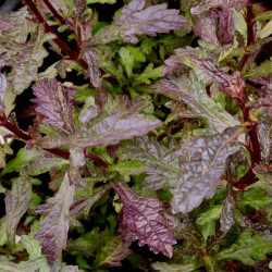 Verbena officinalis var. grandiflora 'Bampton'