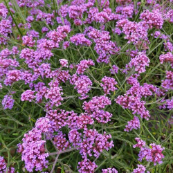 Verbena bonariensis
