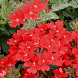 Verbena chamaedrifolia