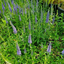 Veronica spicata nana 'Blauteppich'