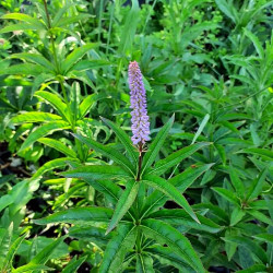Veronicastrum virginicum 'Cupid'