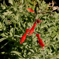 Zauschneria californica 'Western Hills' Zauschneria californica 'Western Hills'