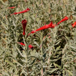 Zauschneria californica 'Olbrich Silver' Zauschneria californica 'Olbrich Silver'