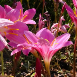 Zephyranthes rosea Zephyranthes rosea