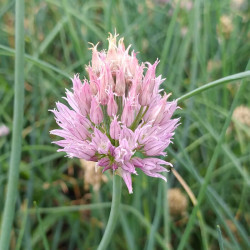 Allium schoenoprasum Allium schoenoprasum