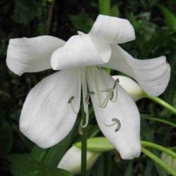 Crinum moorei 'Album'