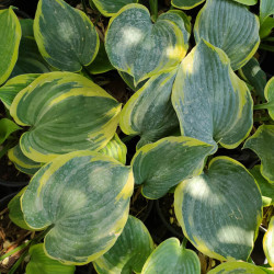 Hosta 'Earth Angel' Hosta 'Earth Angel'