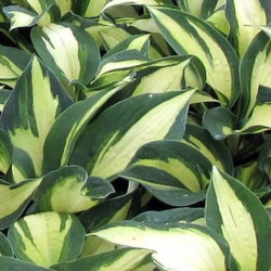 Hosta 'Lakeside Cupcake' Hosta 'Lakeside Cupcake'