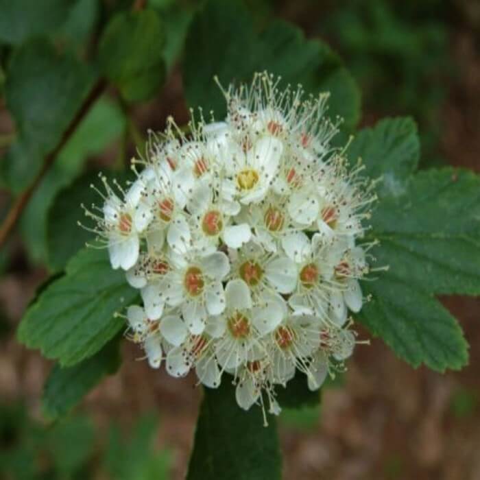 Physocarpus opulifolius