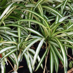 Chlorophytum comosum 'Variegatum'