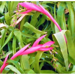 Billbergia 'Windii'