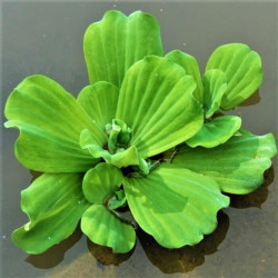 Pistia stratiotes