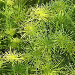 Cyperus haspan