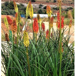 Kniphofia uvaria 'Nobilis'