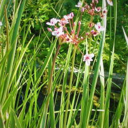Butomus umbellatus